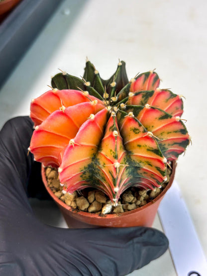 Gymnocalycium LB Hybrid (gy2) (r6) | Imported Plants