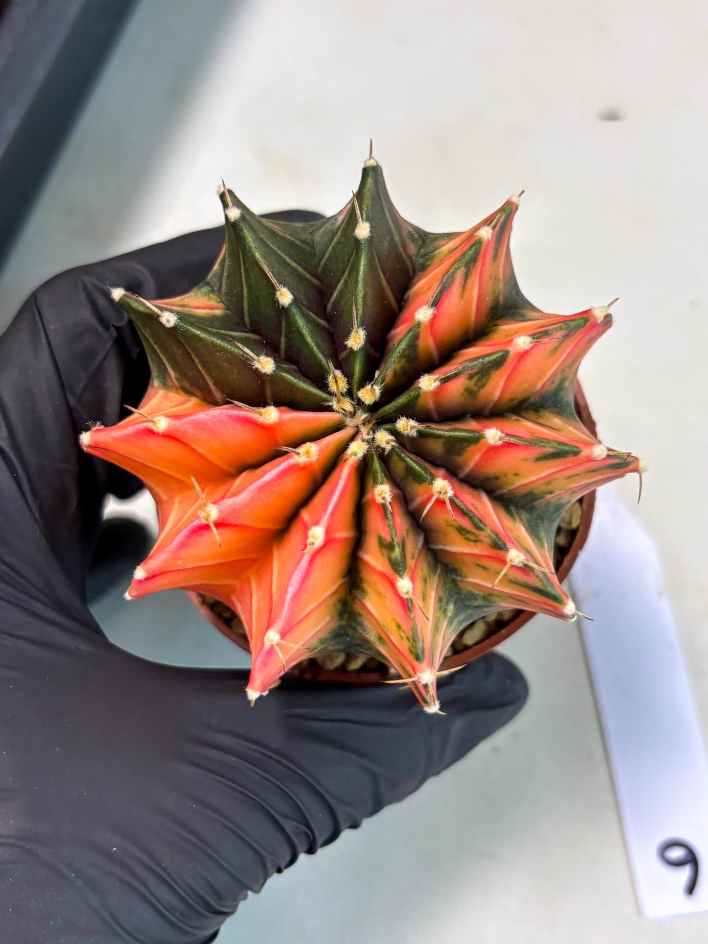 Gymnocalycium LB Hybrid (gy2) (r6) | Imported Plants