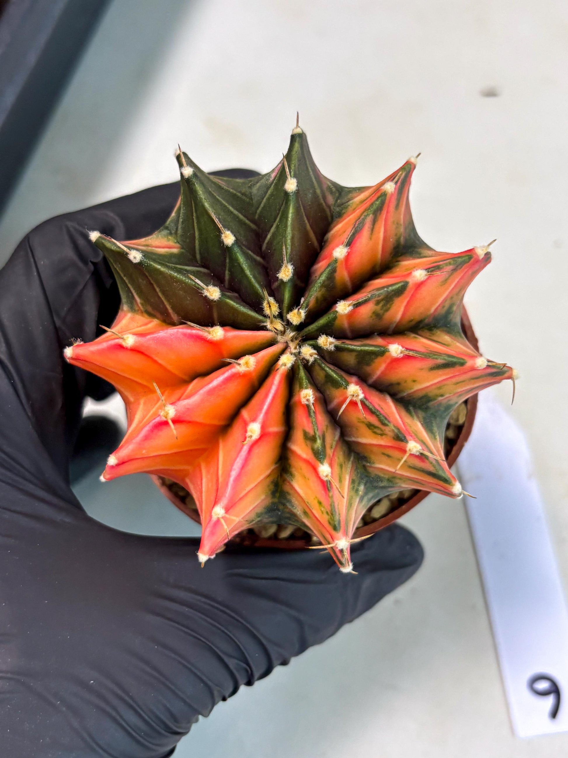 Gymnocalycium LB Hybrid (gy2) (r6) | Imported Plants