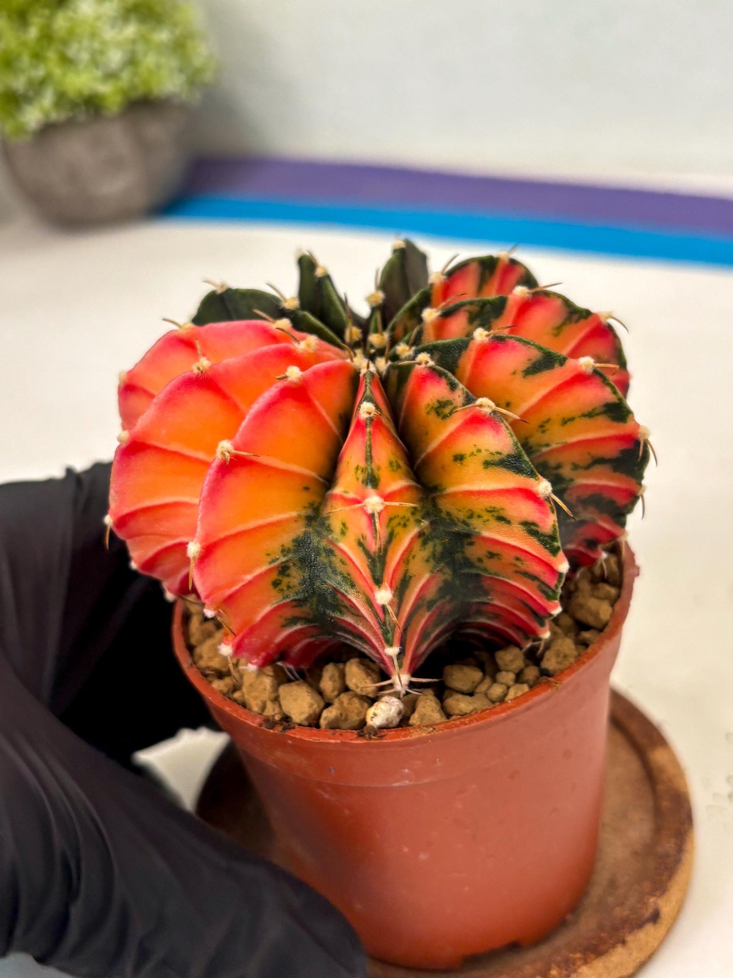 Gymnocalycium LB Hybrid (gy2) (r6) | Imported Plants