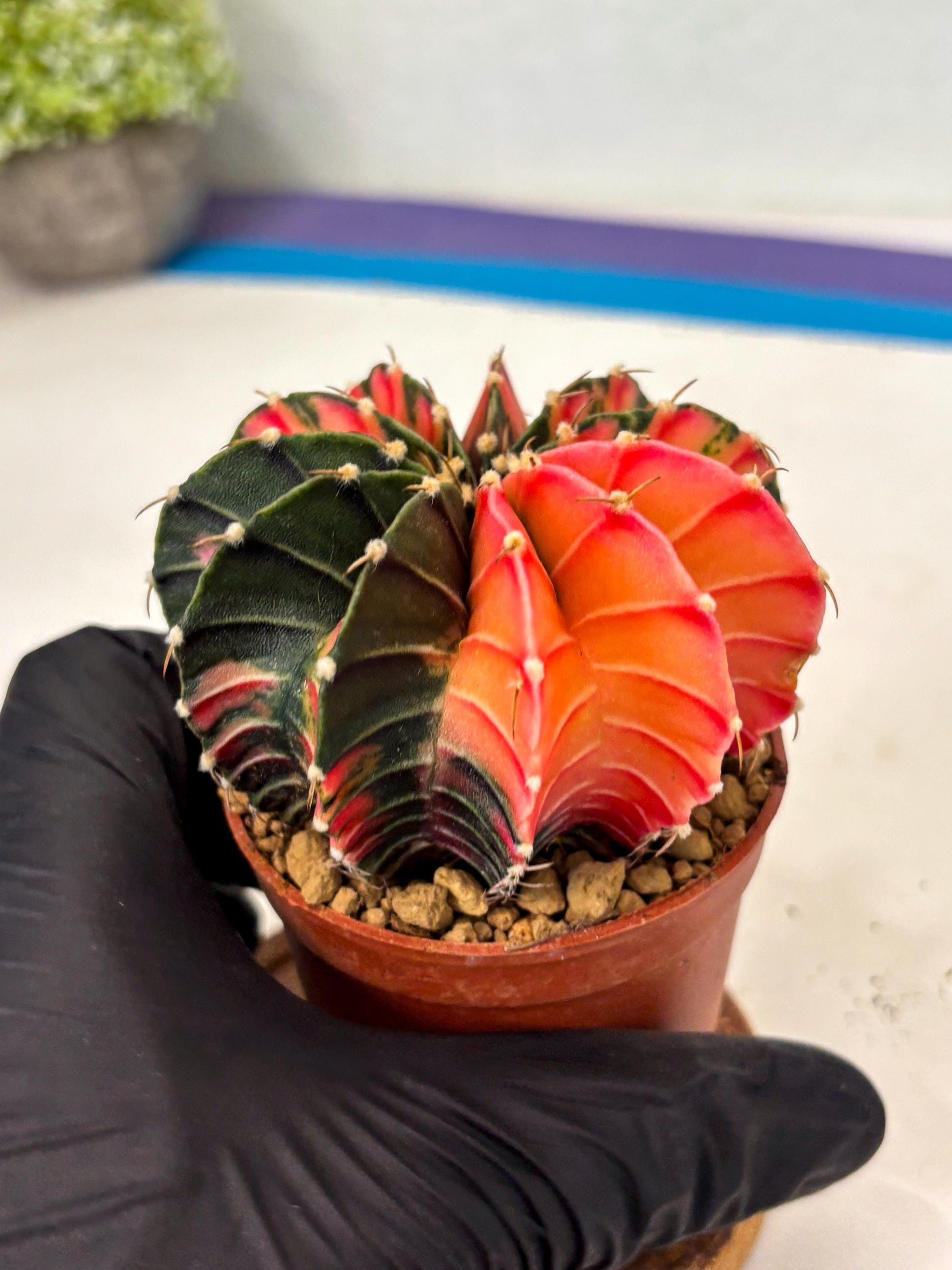 Gymnocalycium LB Hybrid (gy2) (r6) | Imported Plants