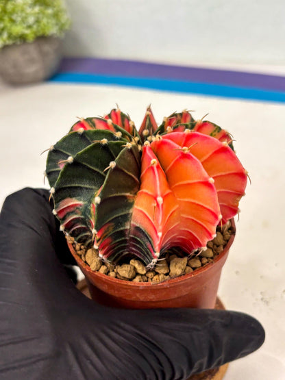 Gymnocalycium LB Hybrid (gy2) (r6) | Imported Plants