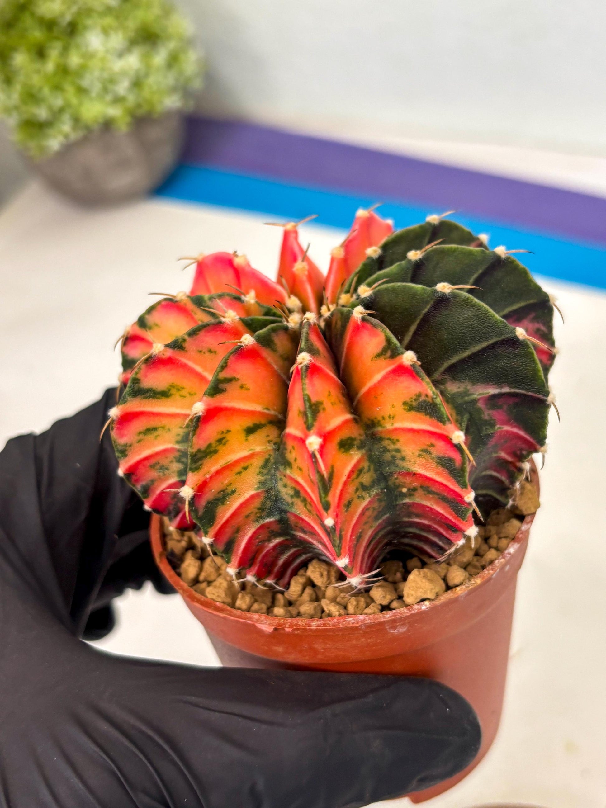 Gymnocalycium LB Hybrid (gy2) (r6) | Imported Plants