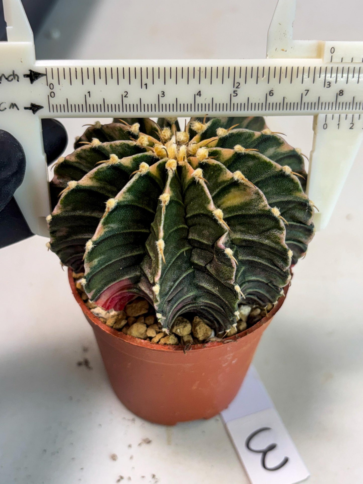 Gymnocalycium LB Hybrid (gy2) (b3) | Imported Plants