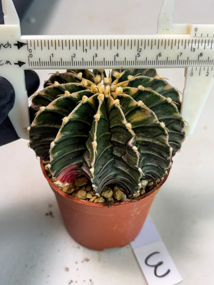 Gymnocalycium LB Hybrid (gy2) (b3) | Imported Plants