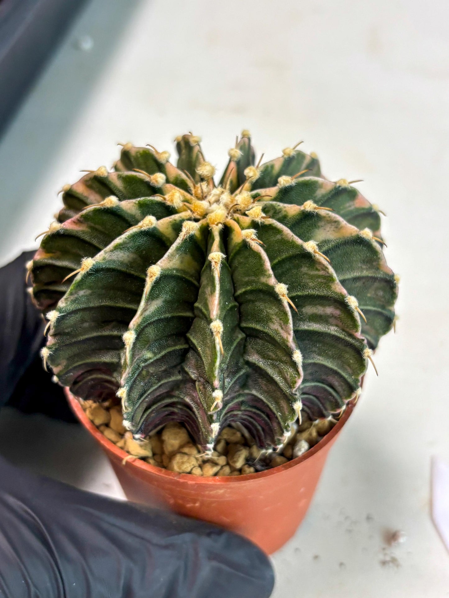 Gymnocalycium LB Hybrid (gy2) (b3) | Imported Plants