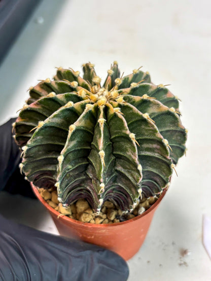 Gymnocalycium LB Hybrid (gy2) (b3) | Imported Plants