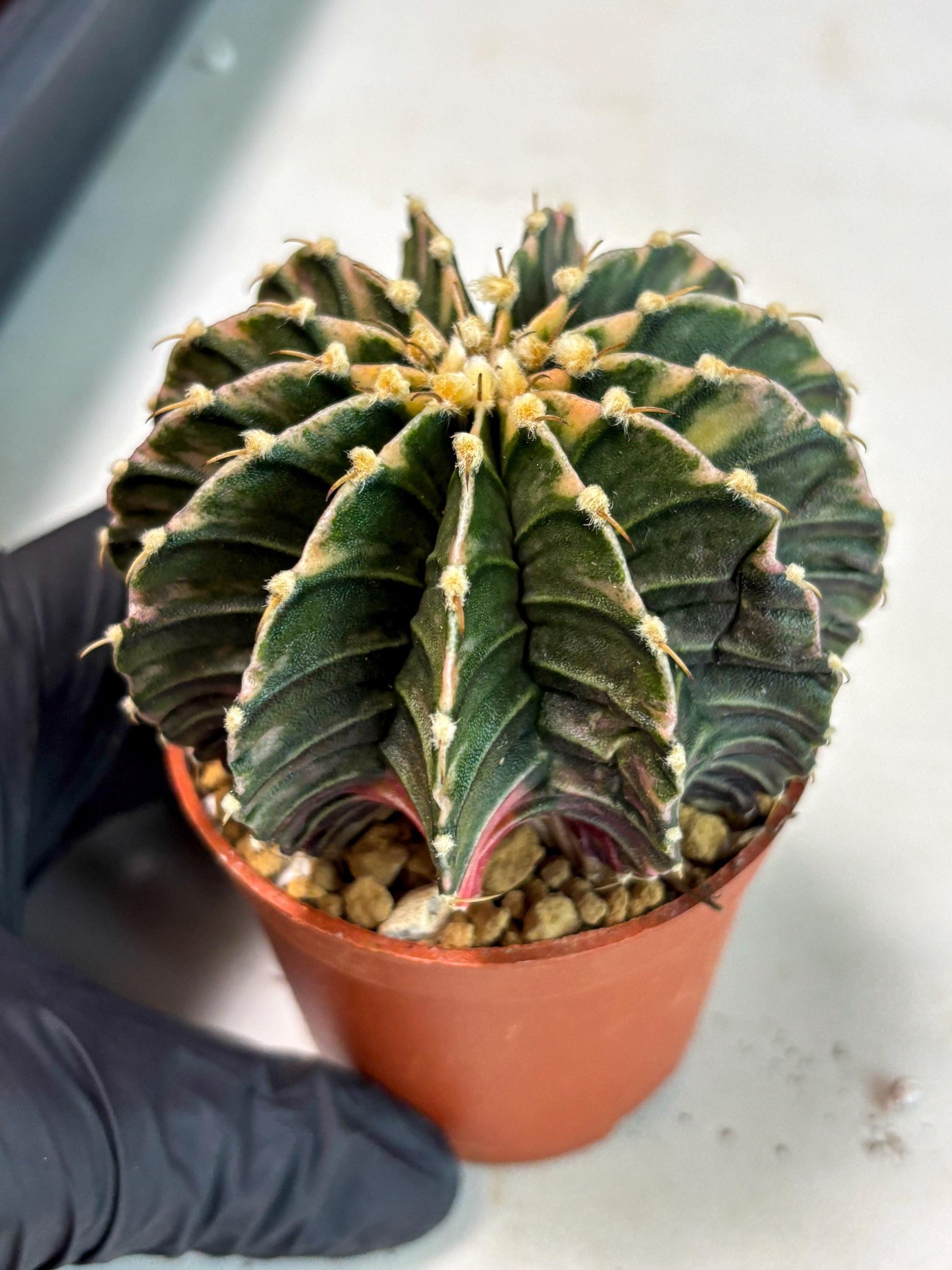Gymnocalycium LB Hybrid (gy2) (b3) | Imported Plants