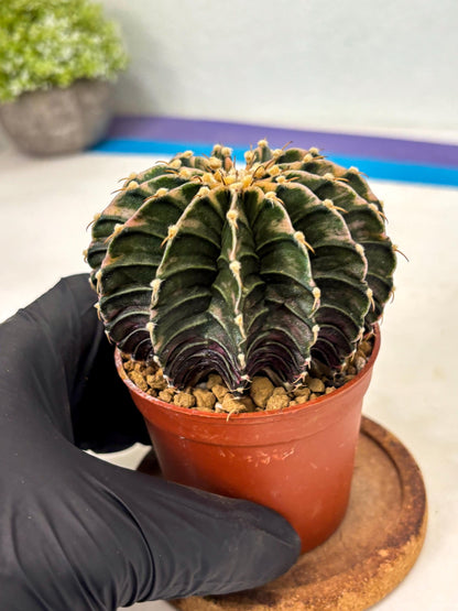 Gymnocalycium LB Hybrid (gy2) (b3) | Imported Plants