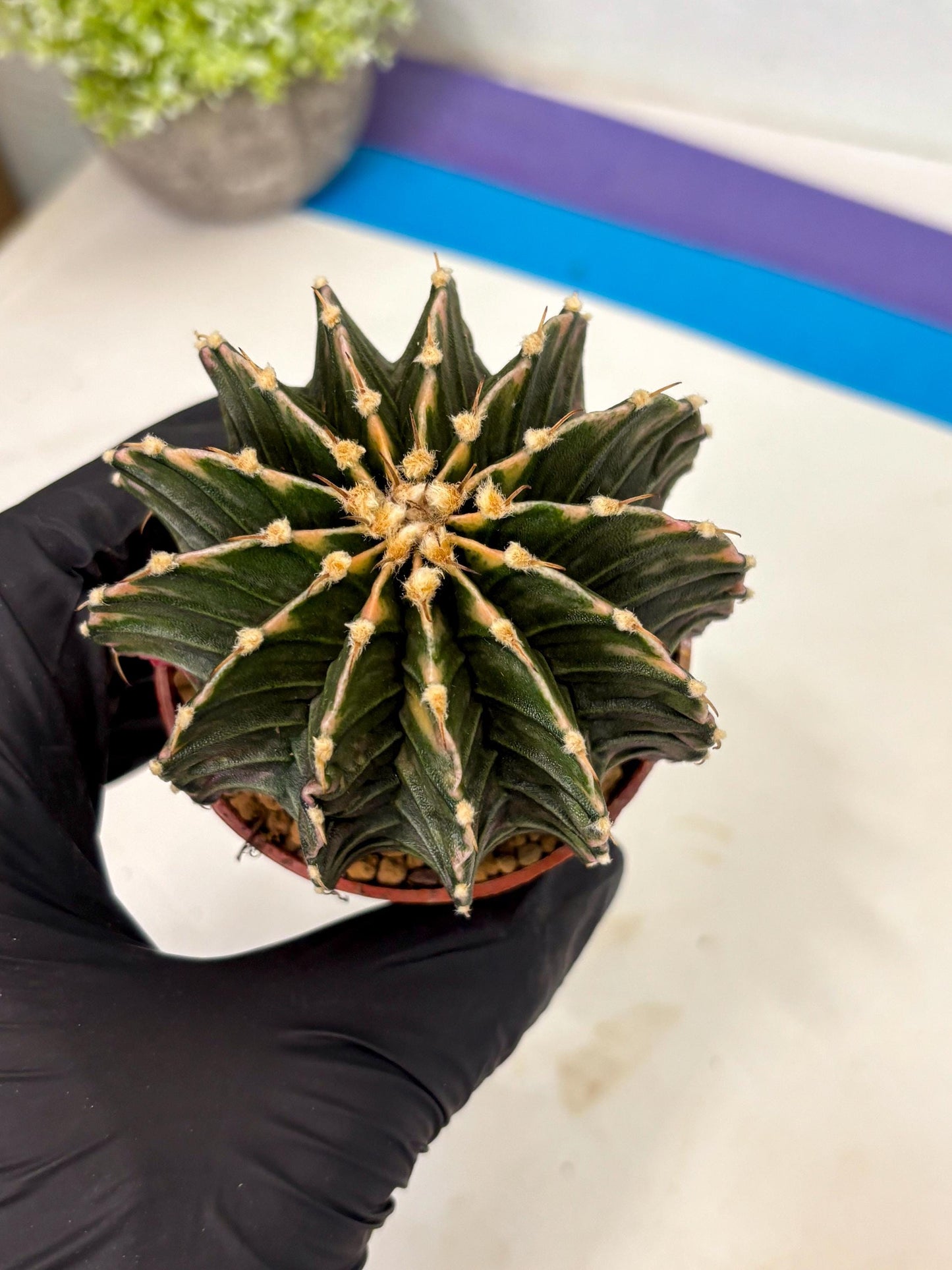 Gymnocalycium LB Hybrid (gy2) (b3) | Imported Plants