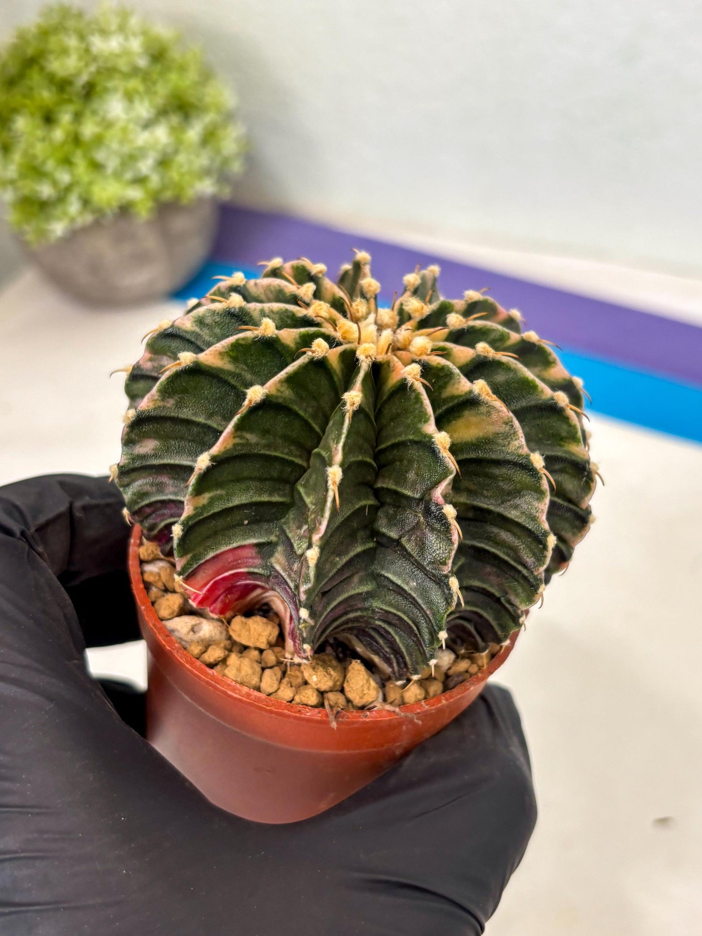 Gymnocalycium LB Hybrid (gy2) (b3) | Imported Plants