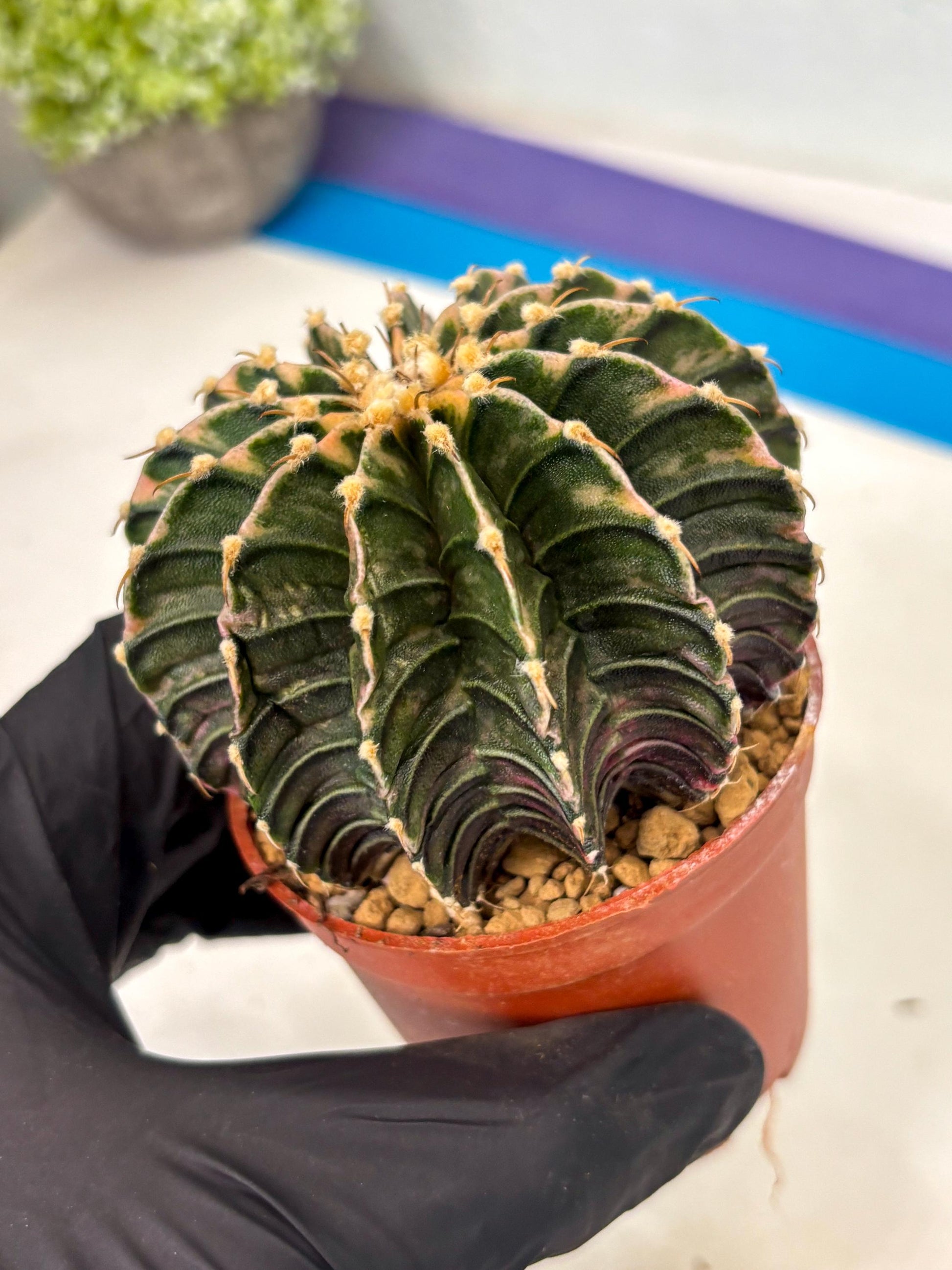 Gymnocalycium LB Hybrid (gy2) (b3) | Imported Plants