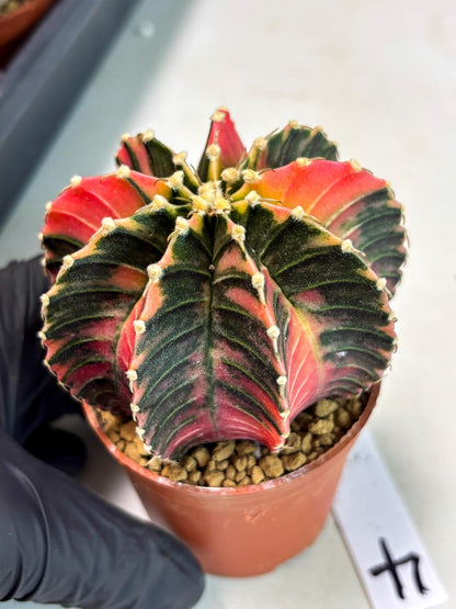 Gymnocalycium LB Hybrid (gy2) (b4) | Imported Plants