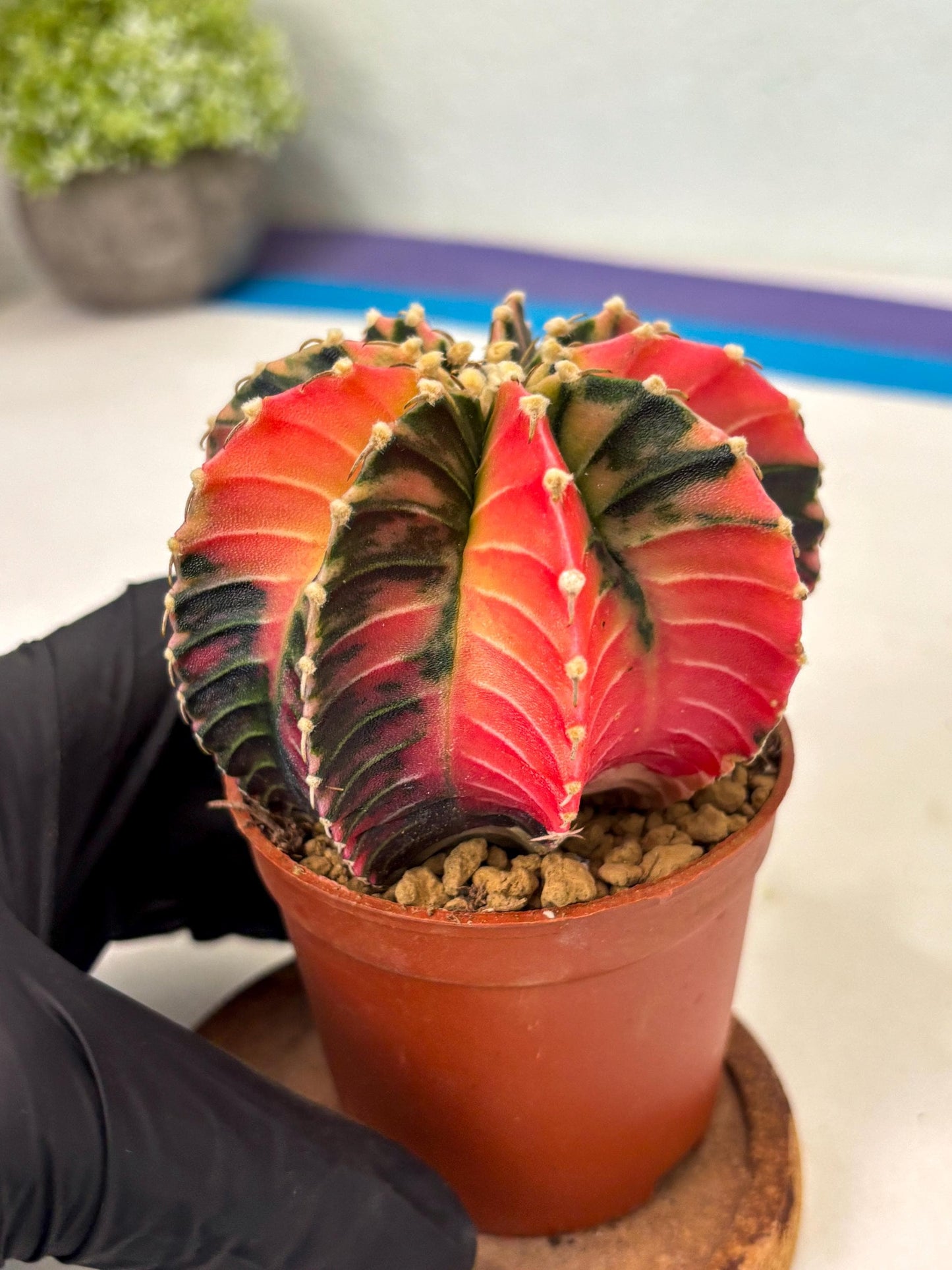Gymnocalycium LB Hybrid (gy2) (b4) | Imported Plants