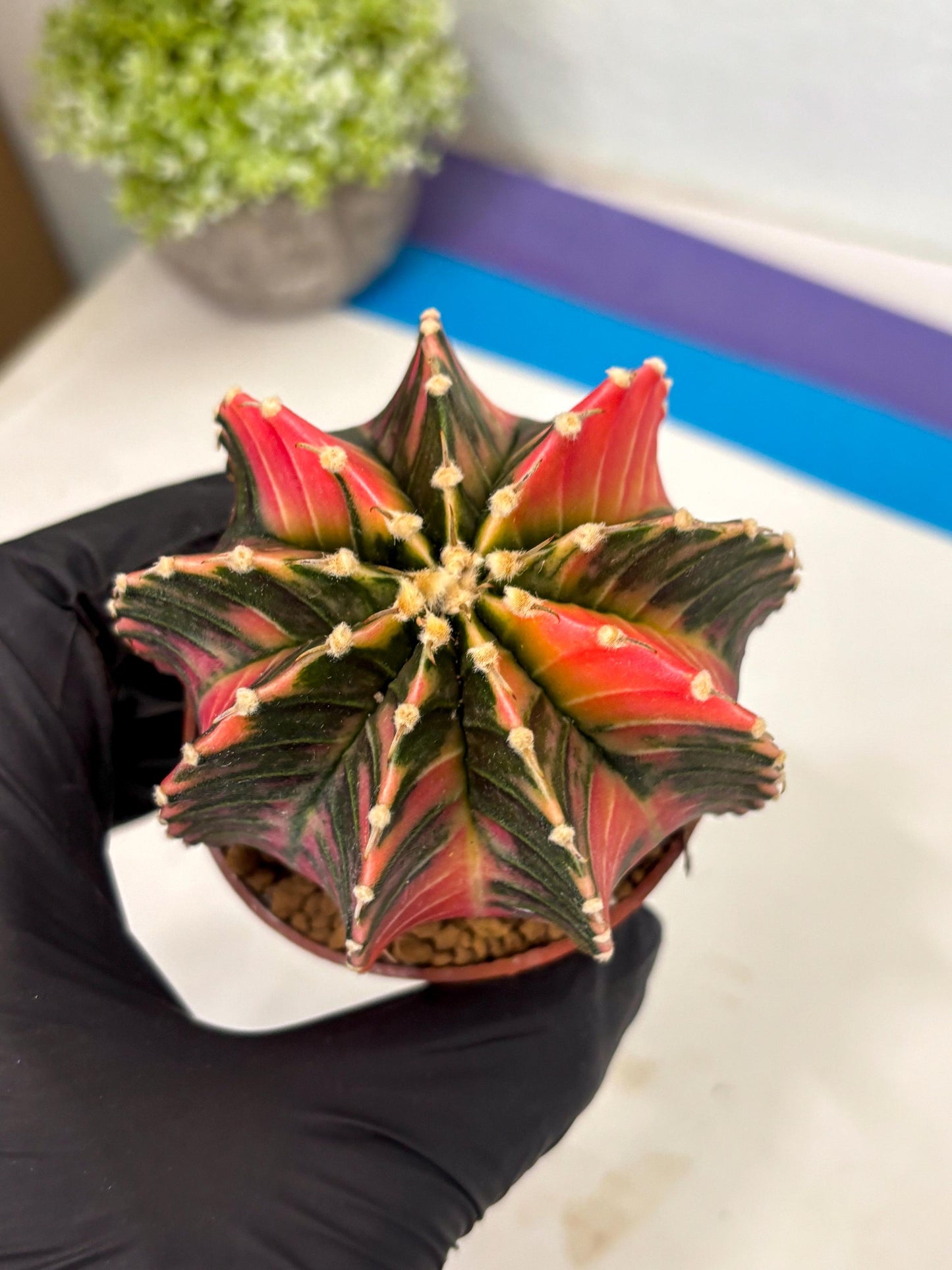 Gymnocalycium LB Hybrid (gy2) (b4) | Imported Plants