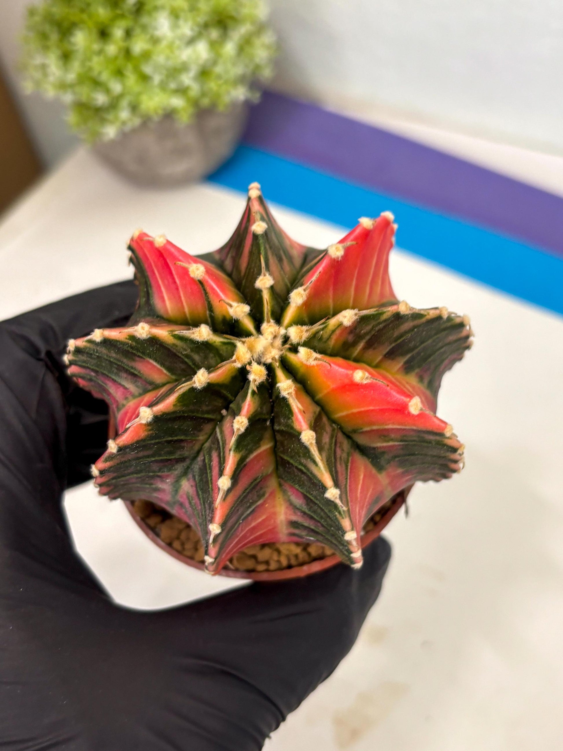 Gymnocalycium LB Hybrid (gy2) (b4) | Imported Plants