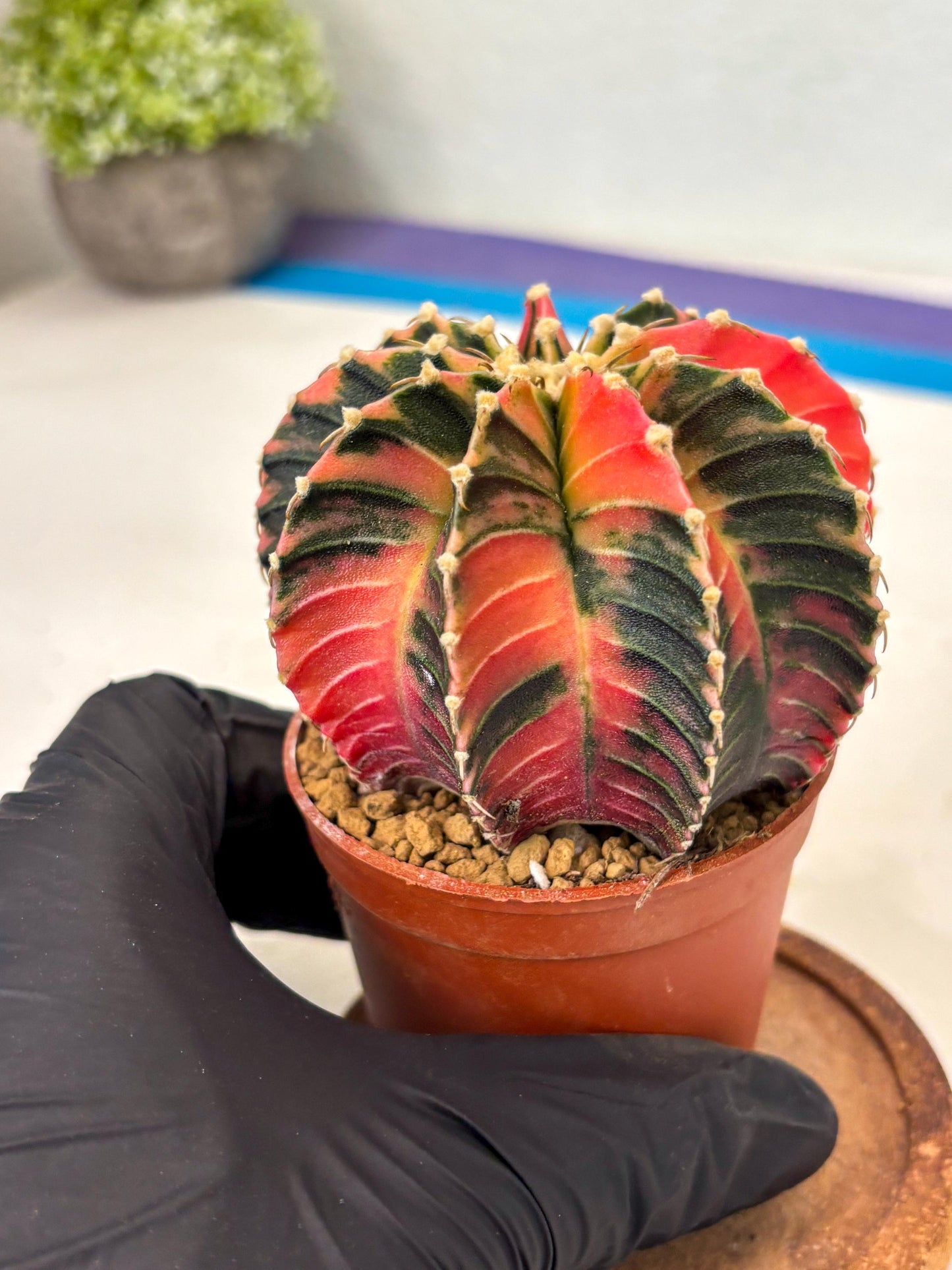 Gymnocalycium LB Hybrid (gy2) (b4) | Imported Plants