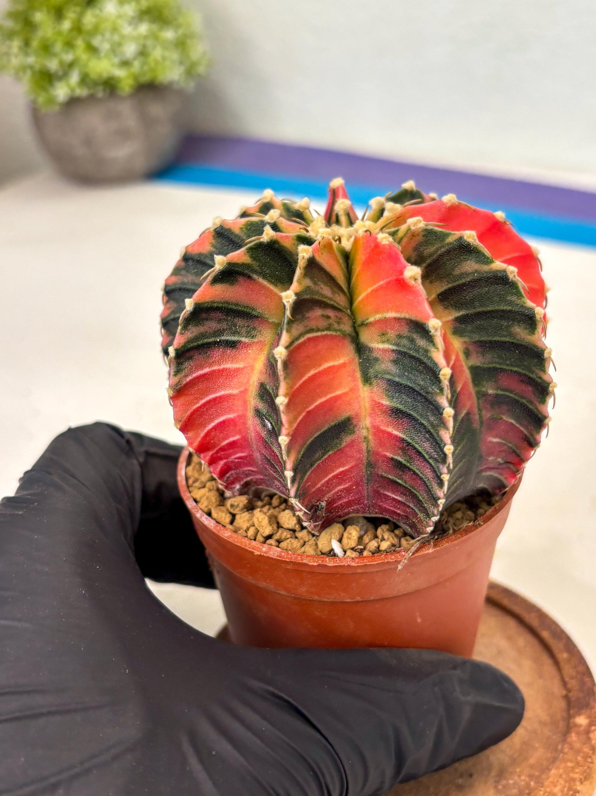 Gymnocalycium LB Hybrid (gy2) (b4) | Imported Plants