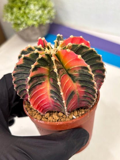 Gymnocalycium LB Hybrid (gy2) (b4) | Imported Plants