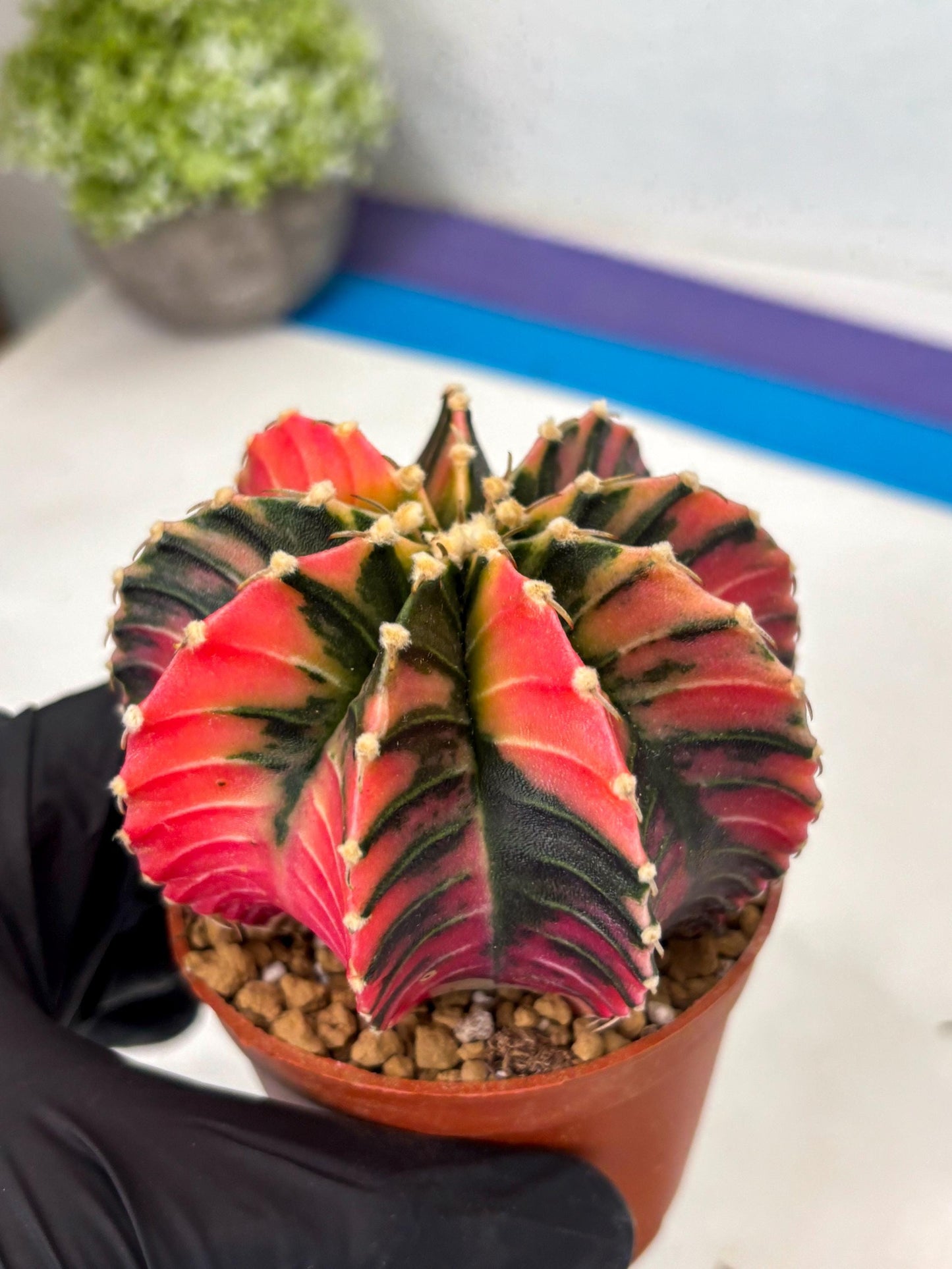 Gymnocalycium LB Hybrid (gy2) (b4) | Imported Plants
