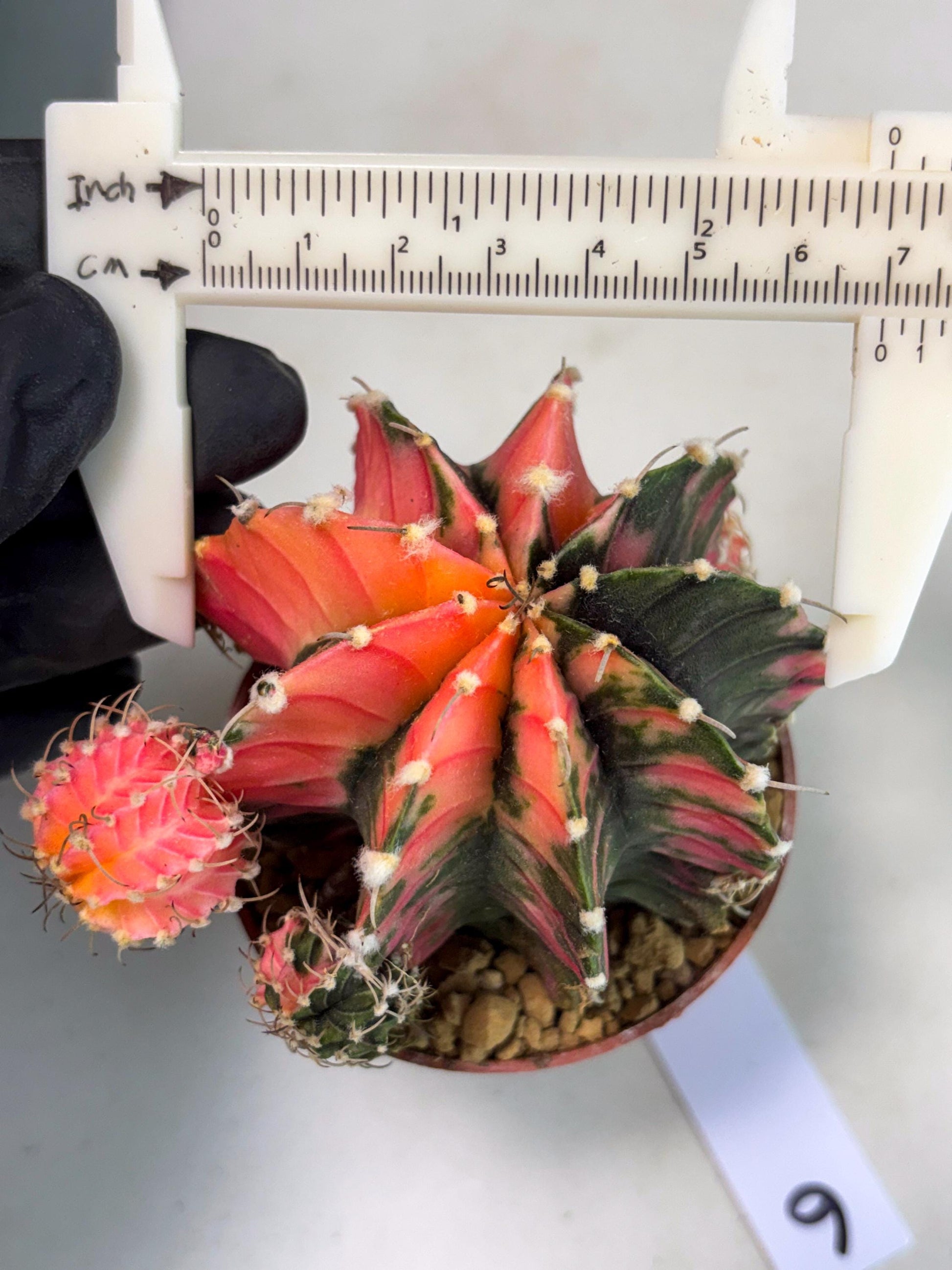 Gymnocalycium LB Hybrid (gy2) (b6) | Imported Plants