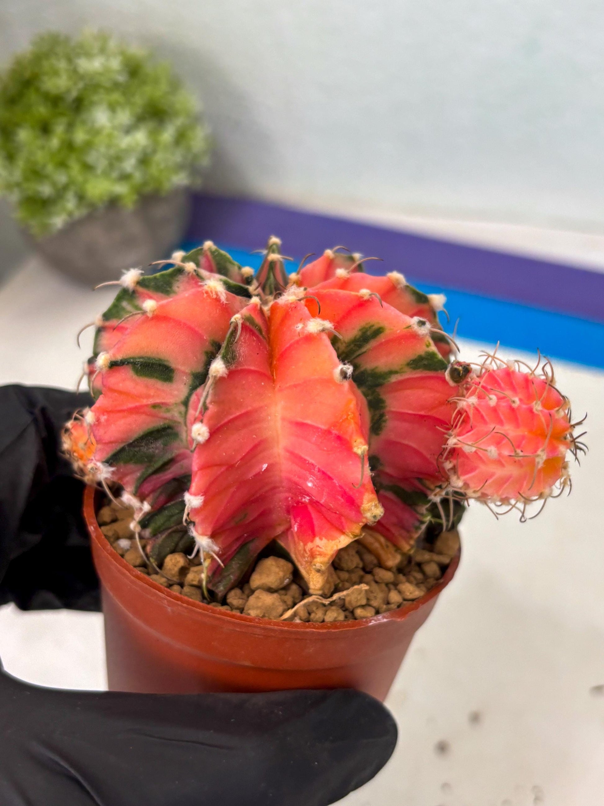 Gymnocalycium LB Hybrid (gy2) (b6) | Imported Plants