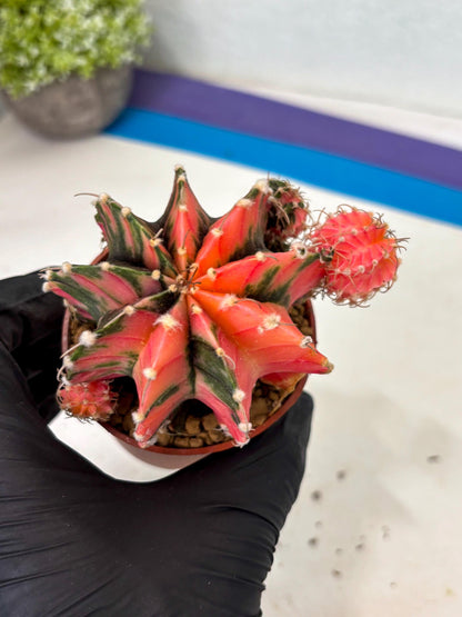 Gymnocalycium LB Hybrid (gy2) (b6) | Imported Plants
