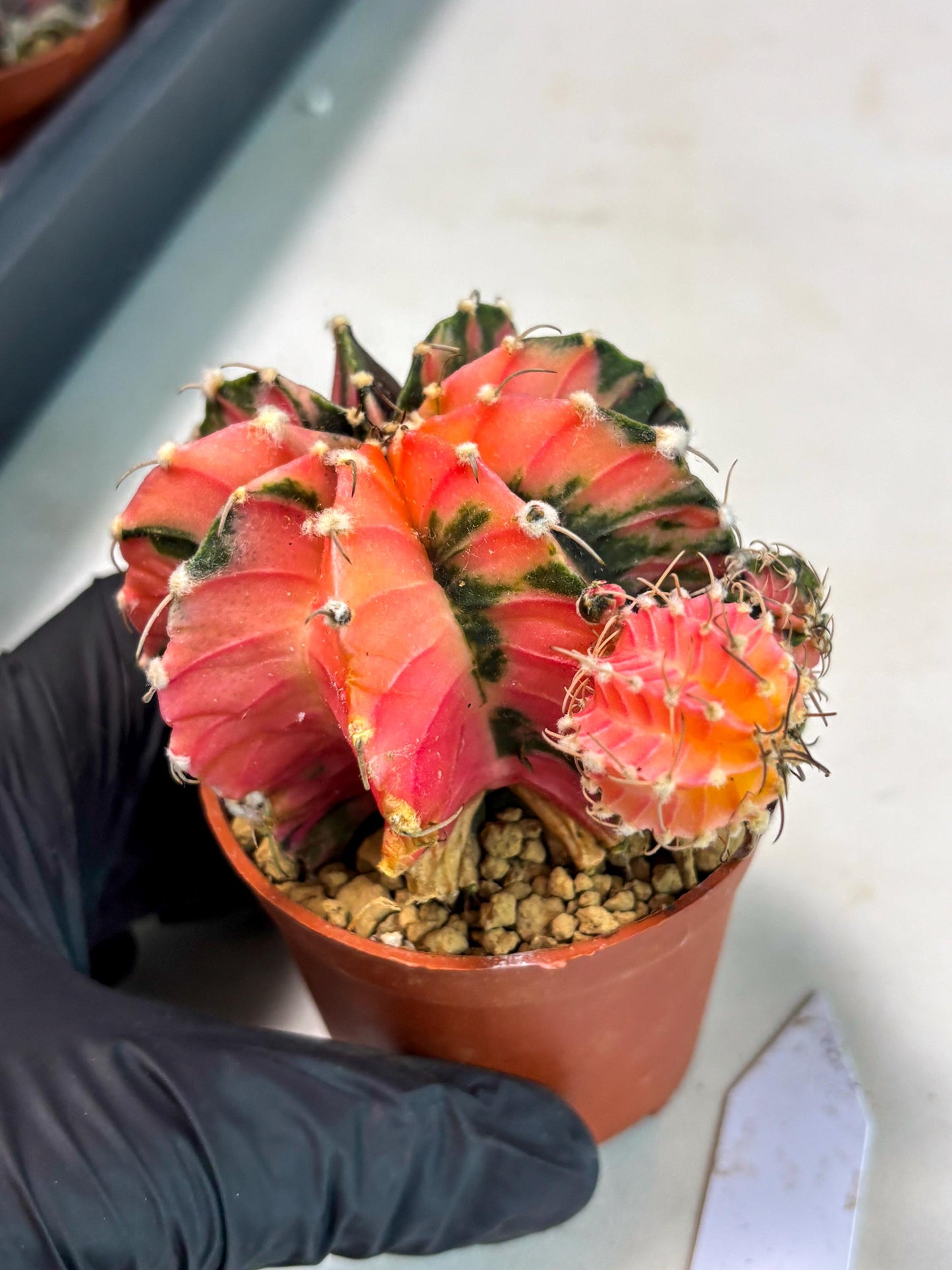 Gymnocalycium LB Hybrid (gy2) (b6) | Imported Plants