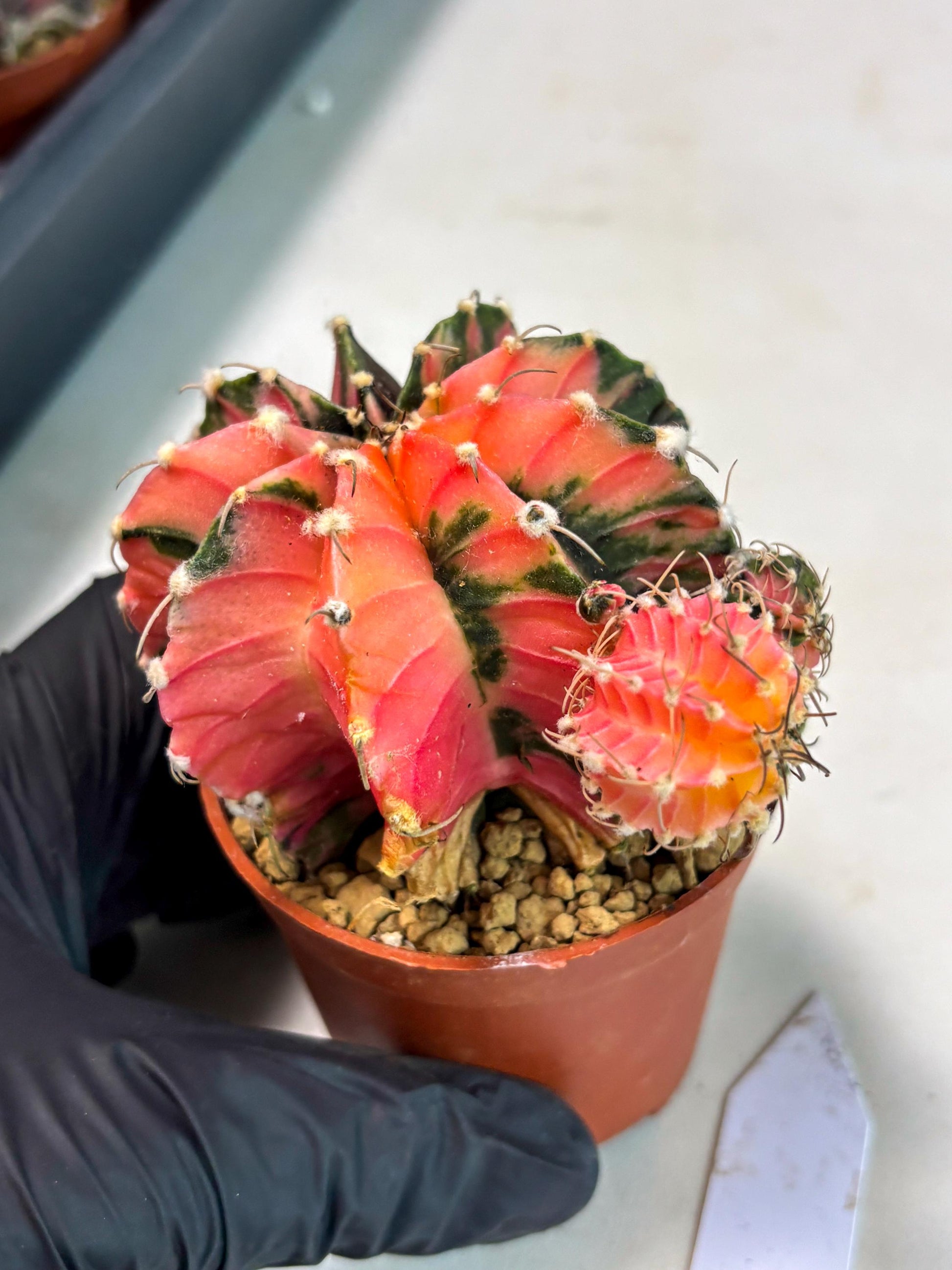 Gymnocalycium LB Hybrid (gy2) (b6) | Imported Plants