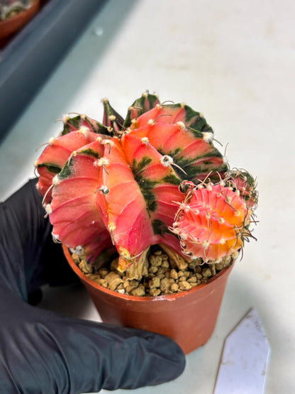 Gymnocalycium LB Hybrid (gy2) (b6) | Imported Plants