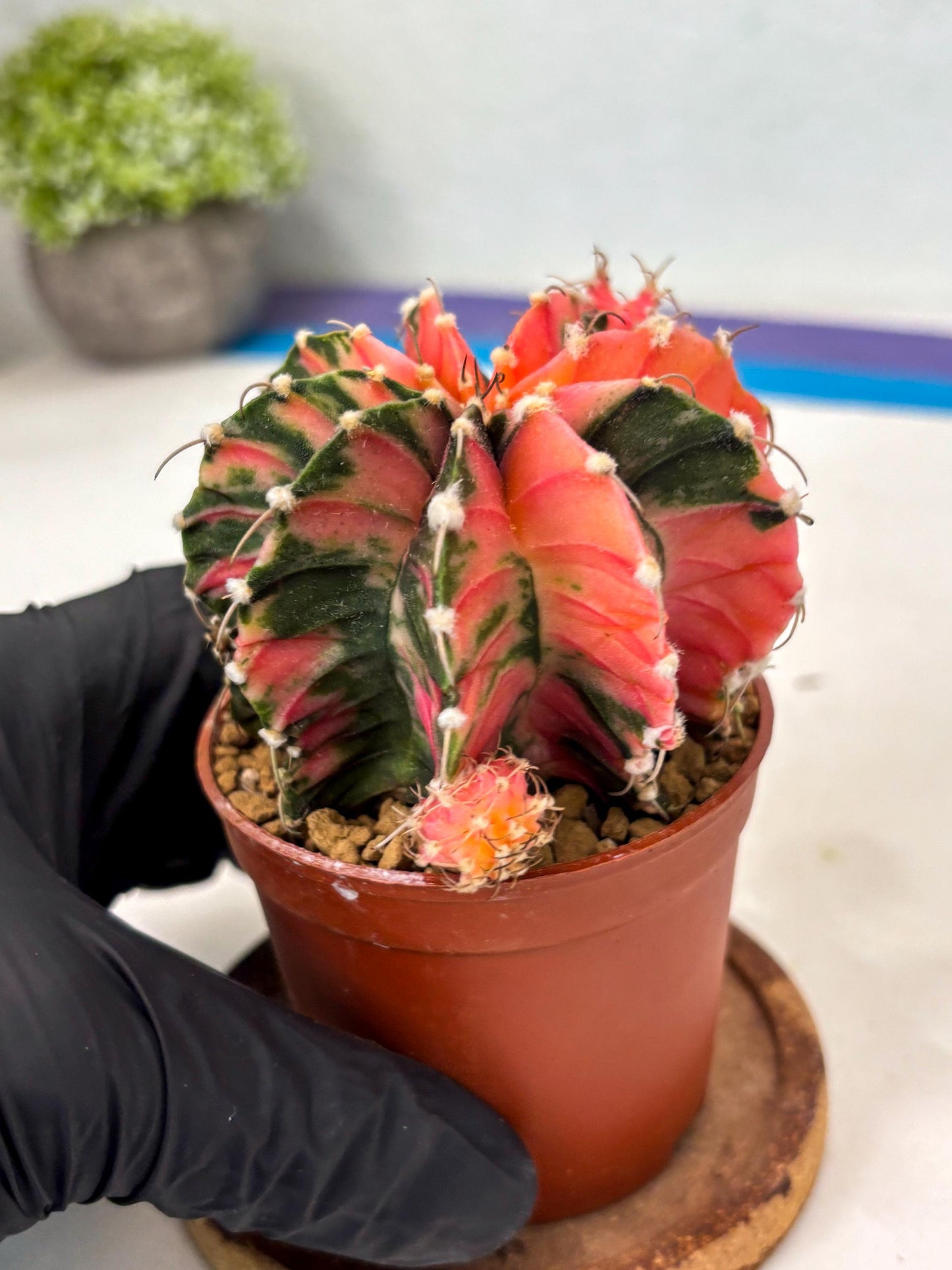 Gymnocalycium LB Hybrid (gy2) (b6) | Imported Plants