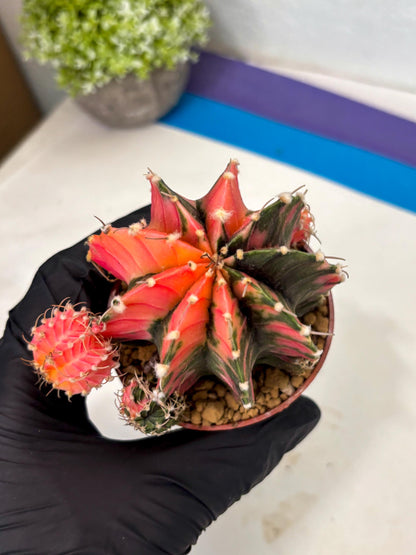 Gymnocalycium LB Hybrid (gy2) (b6) | Imported Plants