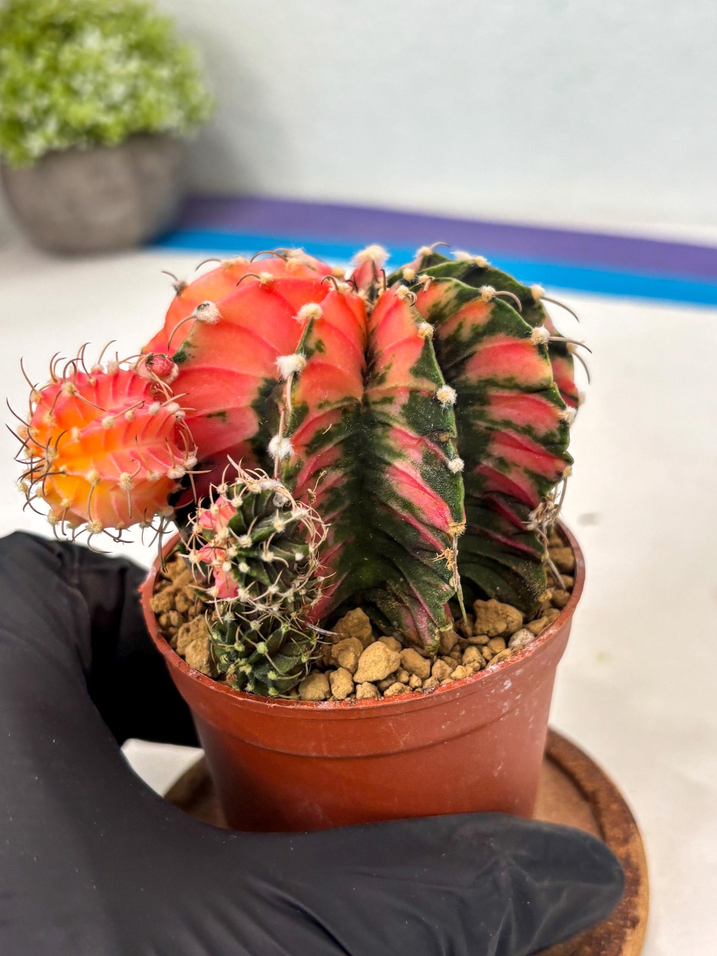 Gymnocalycium LB Hybrid (gy2) (b6) | Imported Plants