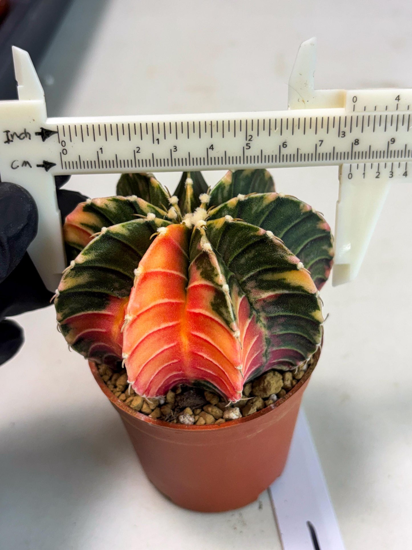 Gymnocalycium LB Hybrid (gy2) (y1) | Imported Plants
