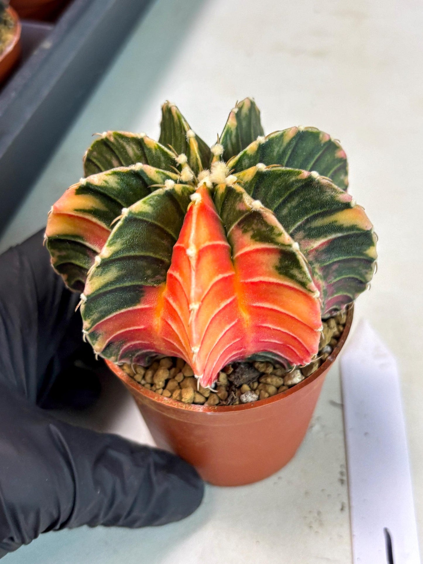 Gymnocalycium LB Hybrid (gy2) (y1) | Imported Plants