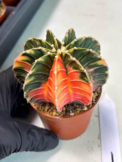 Gymnocalycium LB Hybrid (gy2) (y1) | Imported Plants
