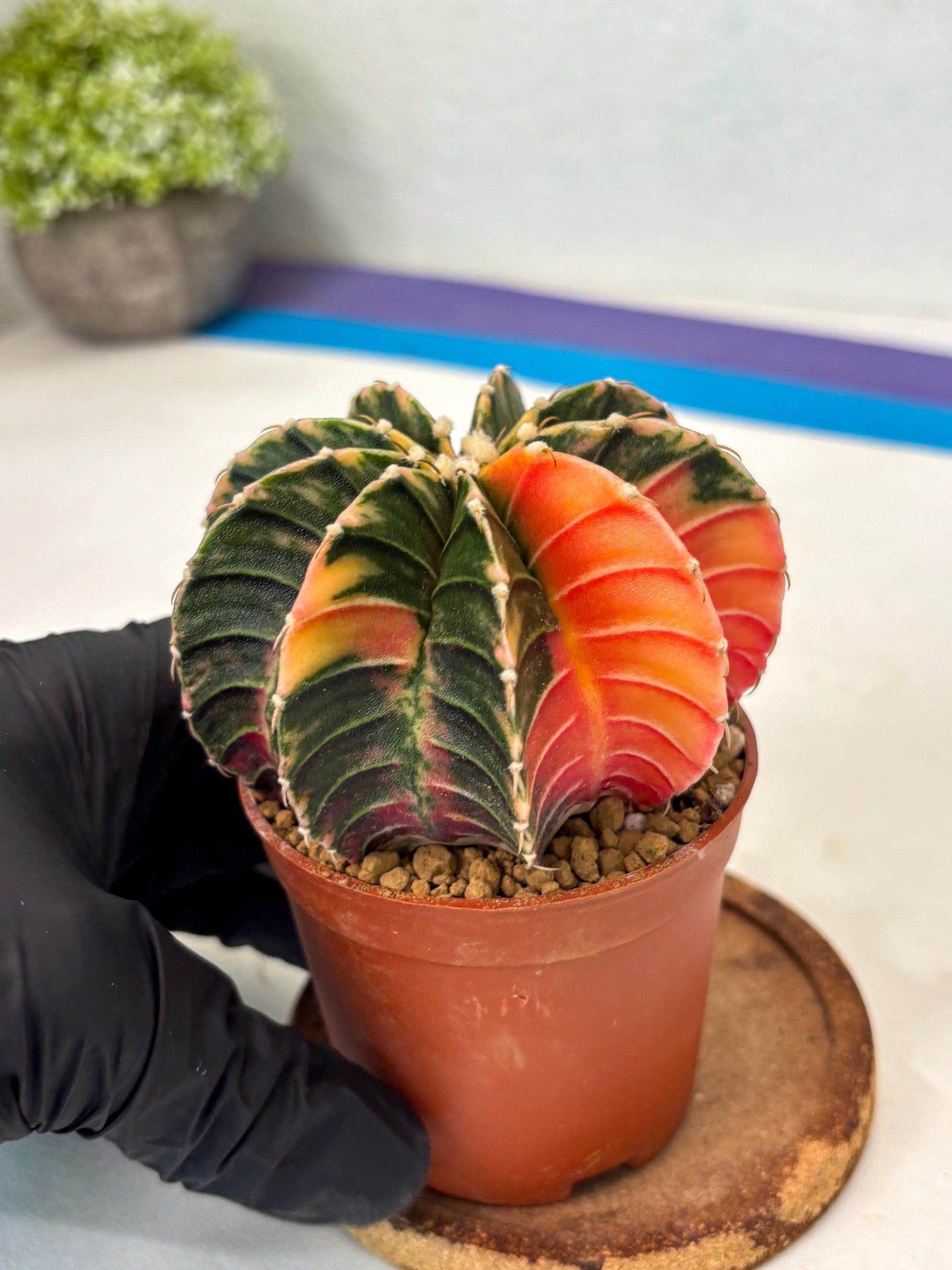 Gymnocalycium LB Hybrid (gy2) (y1) | Imported Plants