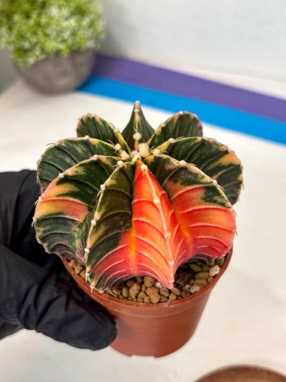 Gymnocalycium LB Hybrid (gy2) (y1) | Imported Plants