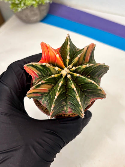 Gymnocalycium LB Hybrid (gy2) (y1) | Imported Plants