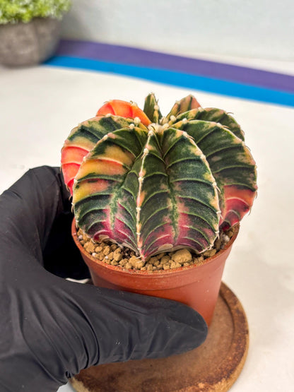 Gymnocalycium LB Hybrid (gy2) (y1) | Imported Plants