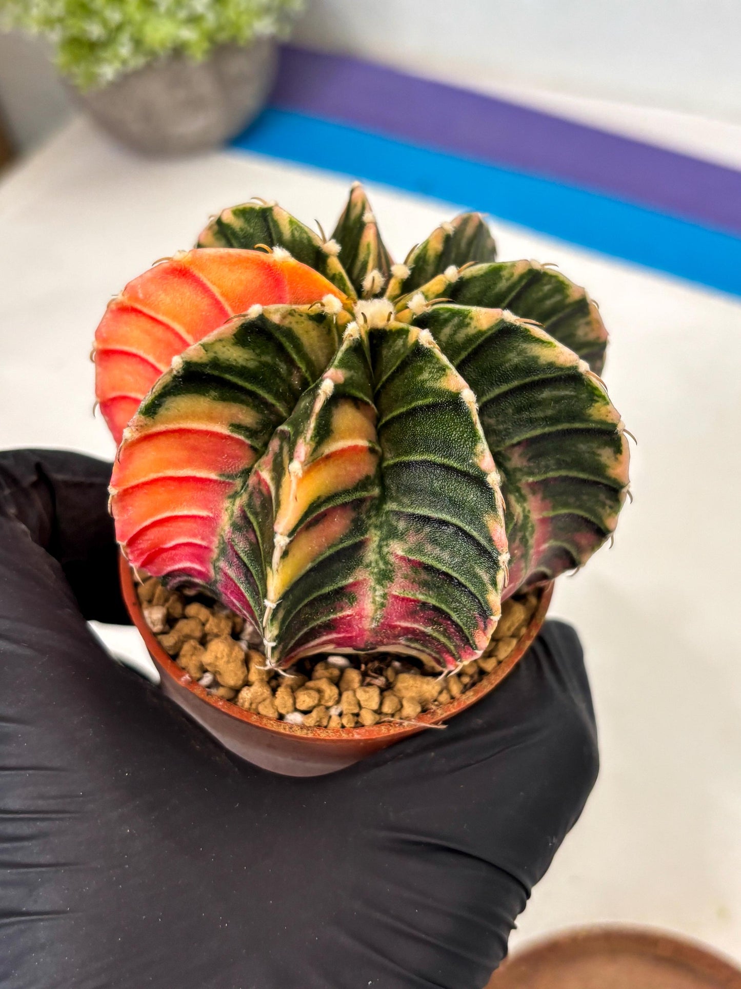Gymnocalycium LB Hybrid (gy2) (y1) | Imported Plants