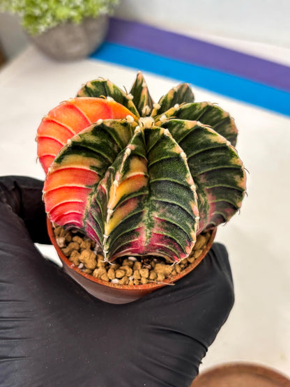 Gymnocalycium LB Hybrid (gy2) (y1) | Imported Plants