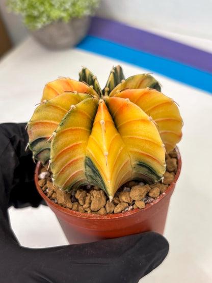 Gymnocalycium LB Hybrid (gy2) (y2) | Imported Plants