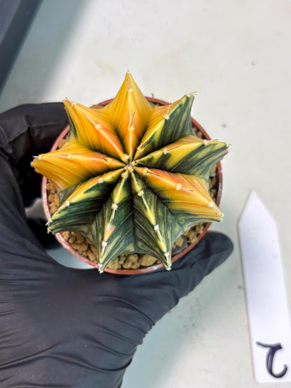 Gymnocalycium LB Hybrid (gy2) (y2) | Imported Plants