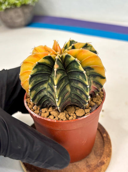 Gymnocalycium LB Hybrid (gy2) (y2) | Imported Plants