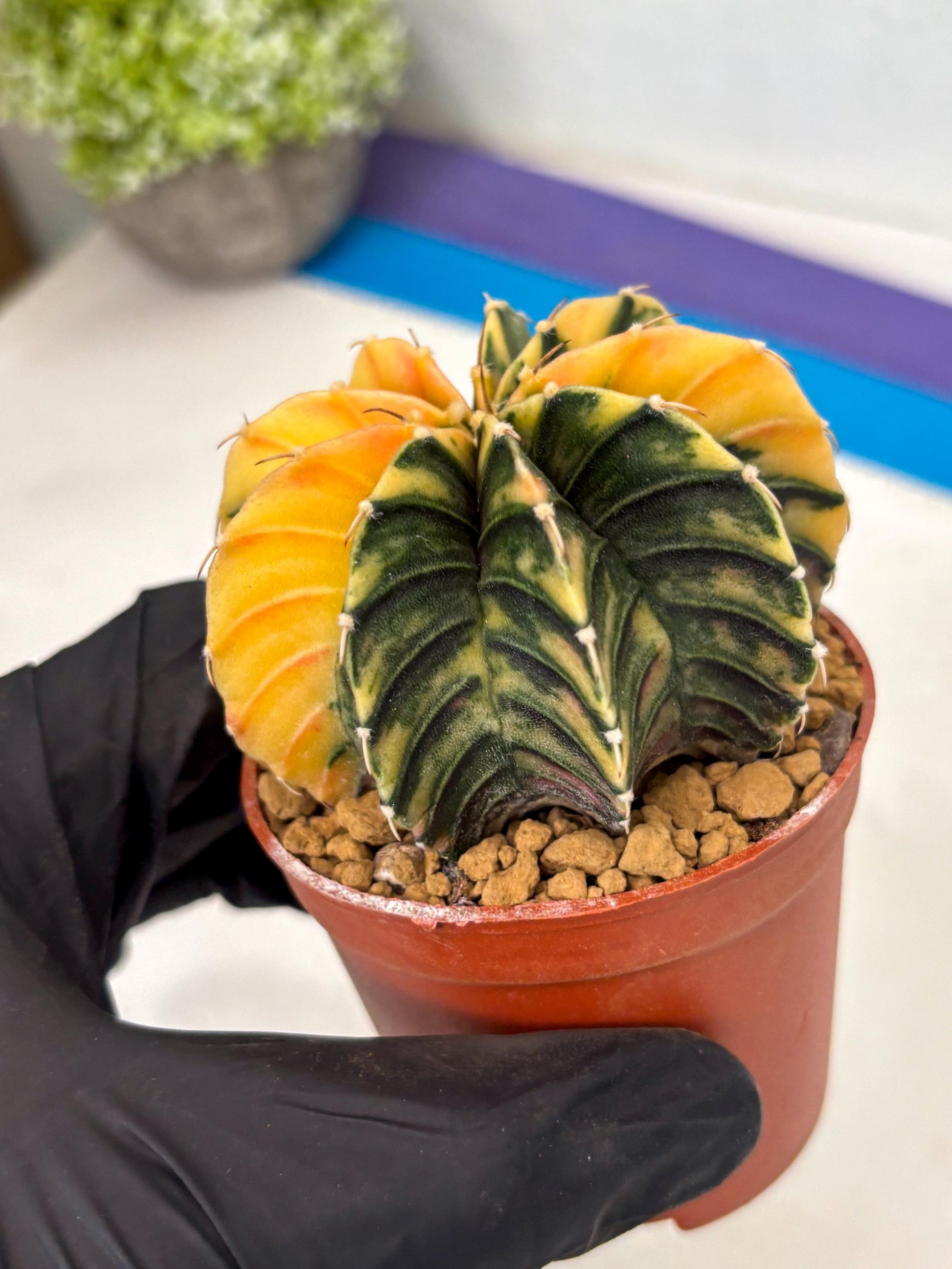Gymnocalycium LB Hybrid (gy2) (y2) | Imported Plants
