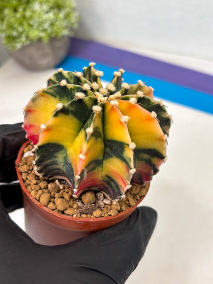 Gymnocalycium LB Hybrid (gy2) (y3) | Imported Plants