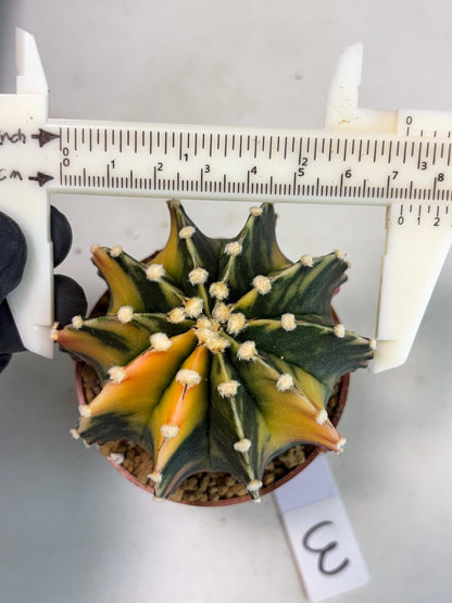 Gymnocalycium LB Hybrid (gy2) (y3) | Imported Plants