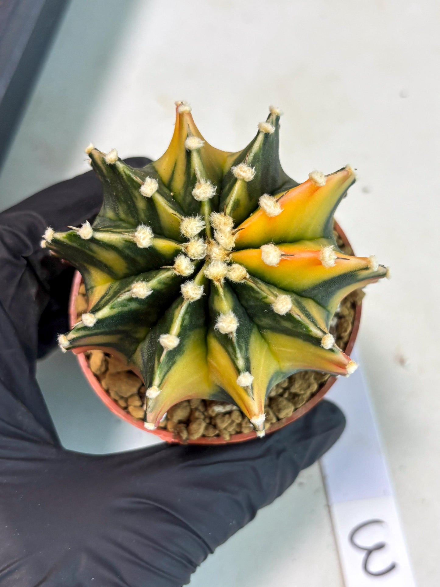 Gymnocalycium LB Hybrid (gy2) (y3) | Imported Plants