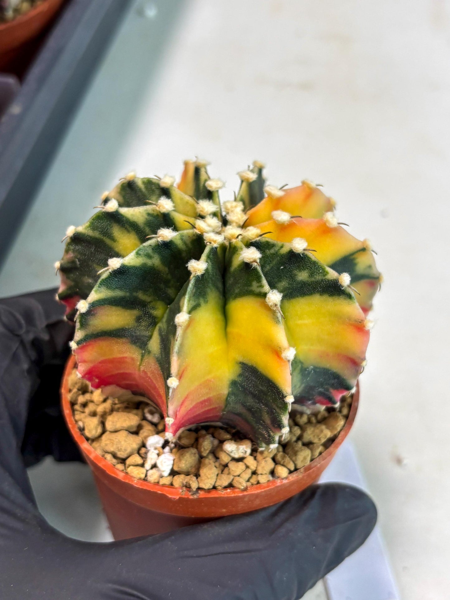 Gymnocalycium LB Hybrid (gy2) (y3) | Imported Plants